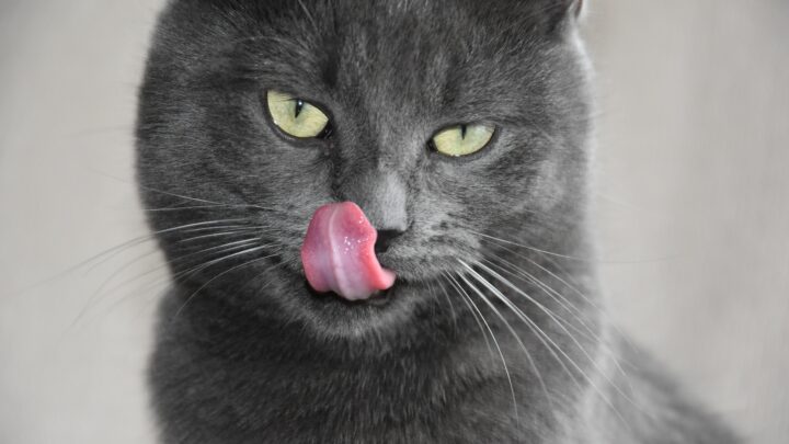 Kediler Hindi Yiyebilir mi? Şükran Günü Yemeğini Yutabilirler mi? 