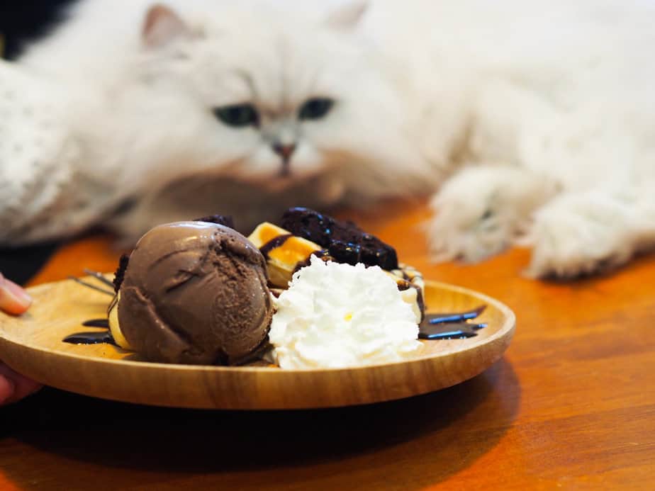 Can Cats Eat Chocolate Ice Cream? Stairway To Heaven Or Maybe Not?