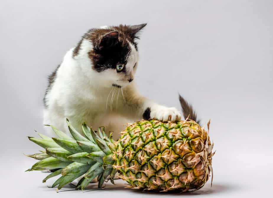 Kediler Ananas Yiyebilir mi? Tropik Kraliçe Kediniz İçin Kötü mü?