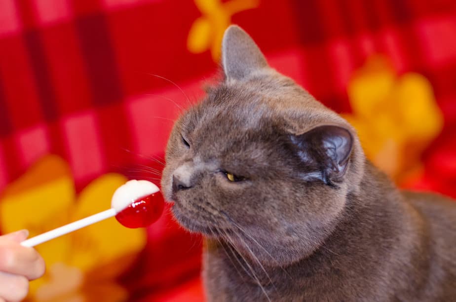 Can Cats Eat Candy? Are These Sweet Treats Worth Melting For?
