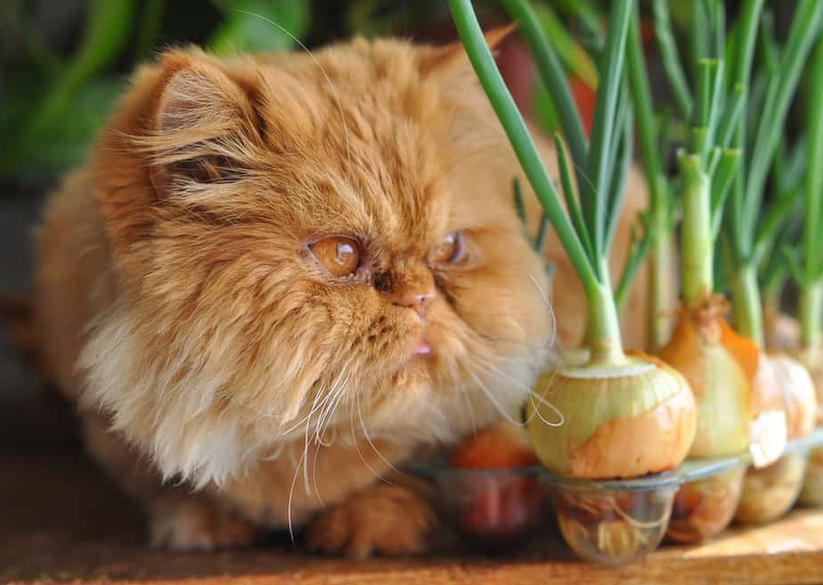 Can Cats Eat Green Onions? Will They Make Your Furry Friend Cry?