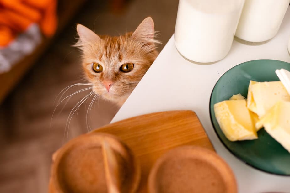 Kediler Parmesan Peyniri Yiyebilir mi? Riskleri Nelerdir?
