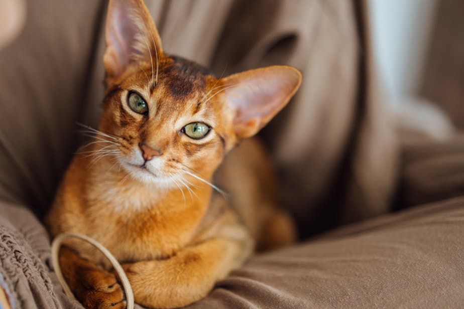 Can Cats Eat Hash Browns? Will It Pack On The Pounds?