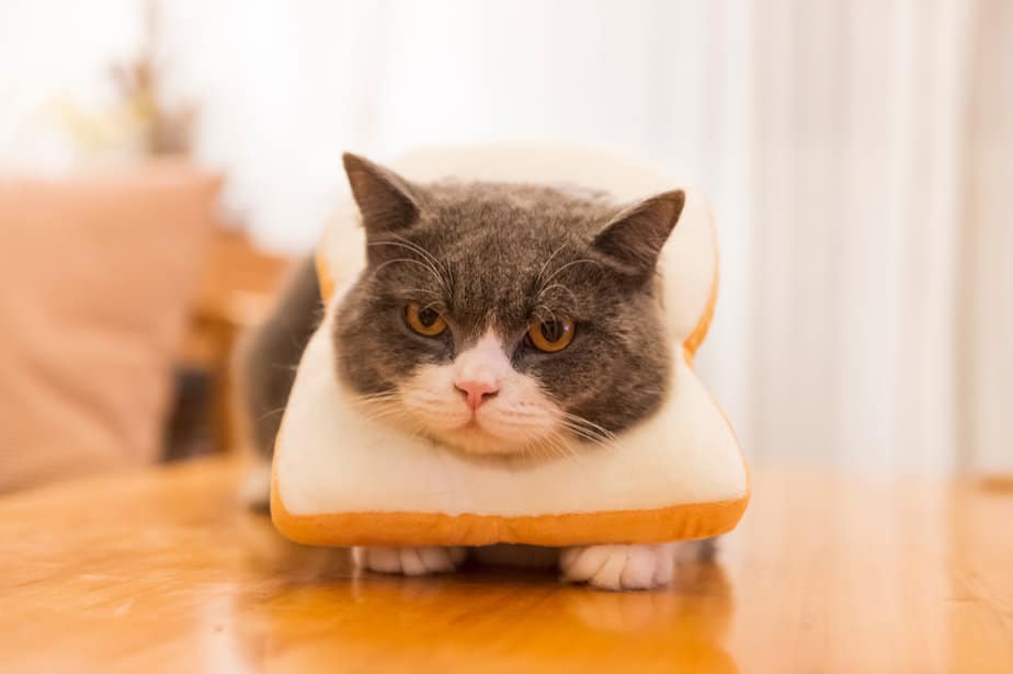 Can Cats Eat Garlic Bread? A Much Kneaded Conversation!