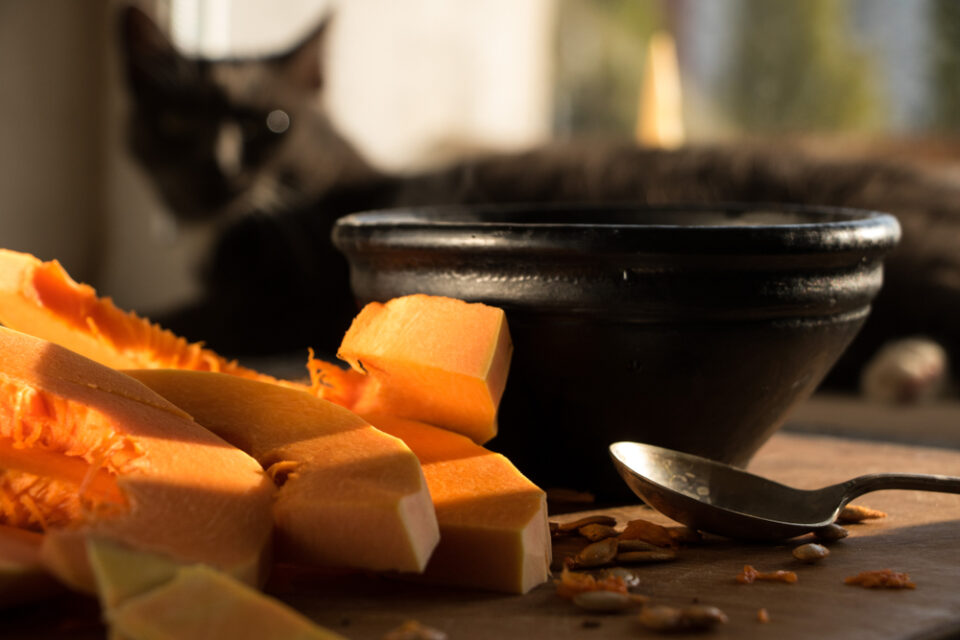 Can Cats Eat Pumpkin Seeds? To Hide Or To Feed?