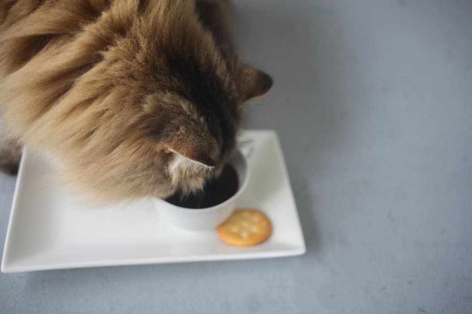 Kediler Cheez-Its Yiyebilir mi? Cevap Gerçekten Peynirli mi?