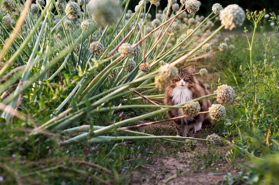 Can Cats Eat Green Onions? Will They Make Your Furry Friend Cry?