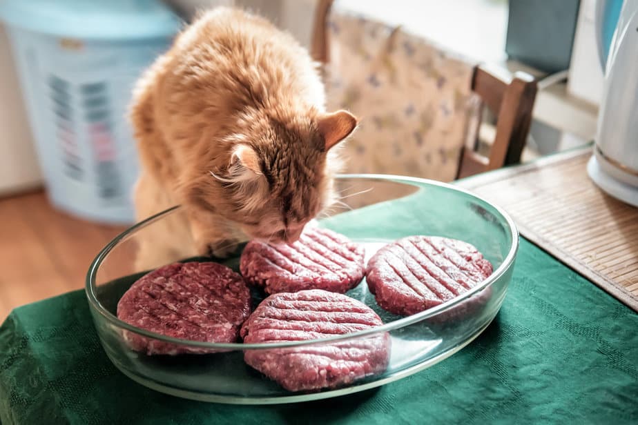 Kediler Hamburger Yiyebilir mi? Bu Lezzetli İkramlar Milyonda Bir Çörek mi?