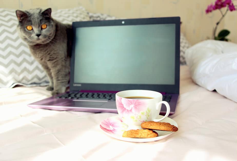 Can Cats Eat Cookies? Are They A Batch Made In Heaven?
