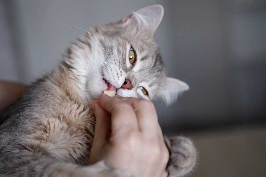 Can Cats Eat String Cheese? What's The Deal With This Cheesy Treat?