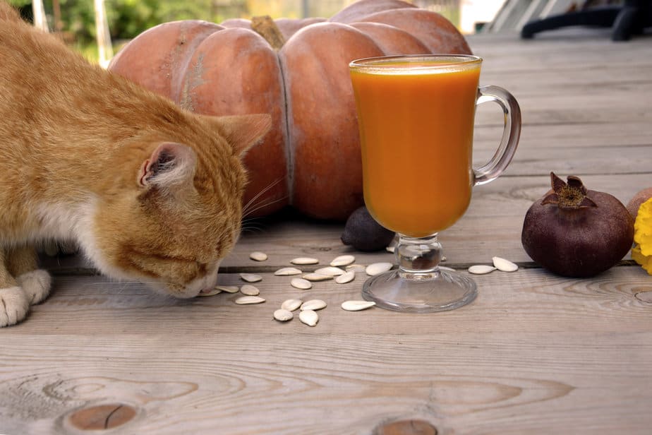 Can Cats Eat Pumpkin Seeds? To Hide Or To Feed?