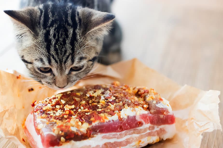 Can Cats Eat Pork? There's Nothing Boar-ing About This Tasty Treat!