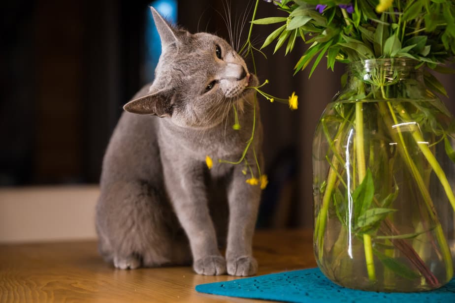 Kediler Sirke Yiyebilir mi? Bu Ekşi Çözüm Kedi Dostunuz İçin Güvenli mi?