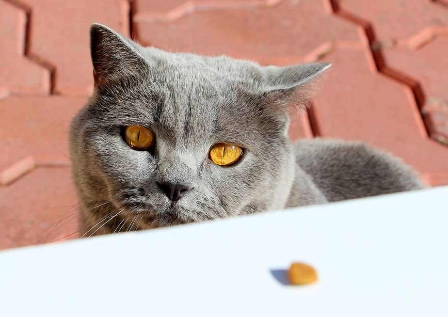 Kediler Kabak Çekirdeği Yiyebilir mi? Saklamak için mi Beslenmek için mi?