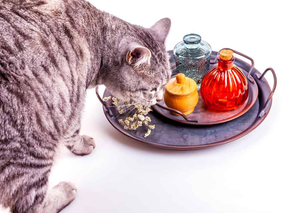 Kediler Sirke Yiyebilir mi? Bu Ekşi Çözüm Kedi Dostunuz İçin Güvenli mi?
