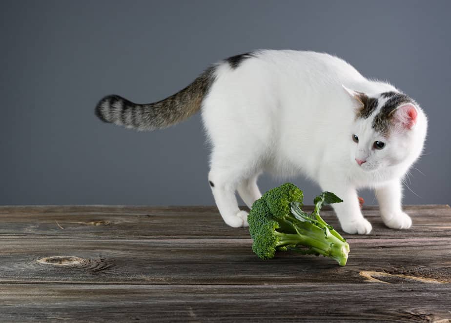 Can Cats Eat Broccoli? Is This Veggie A Real Brock-star?