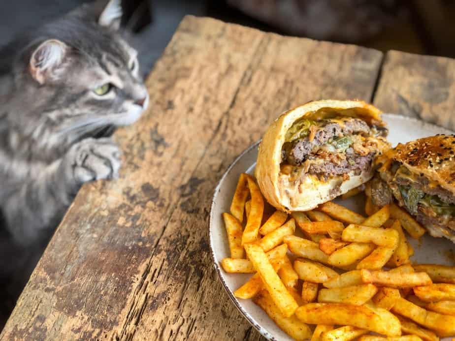 Kediler Hamburger Yiyebilir mi? Bu Lezzetli İkramlar Milyonda Bir Çörek mi?