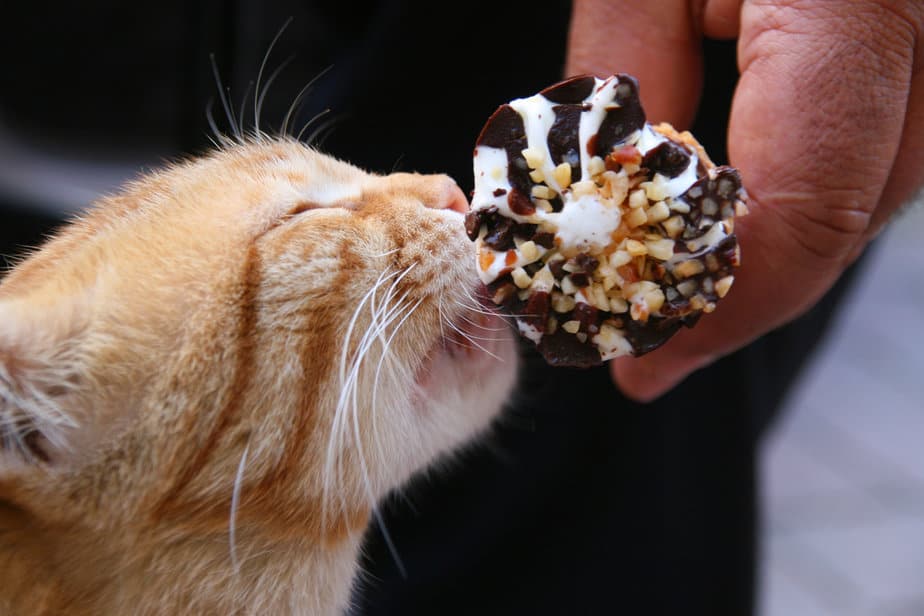 Can Cats Eat Chocolate Ice Cream? Stairway To Heaven Or Maybe Not?