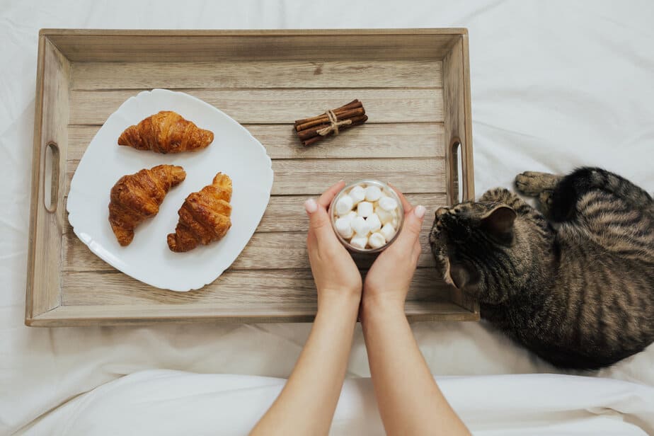 Can Cats Eat Cinnamon? Is It Harmful Or Safe? 