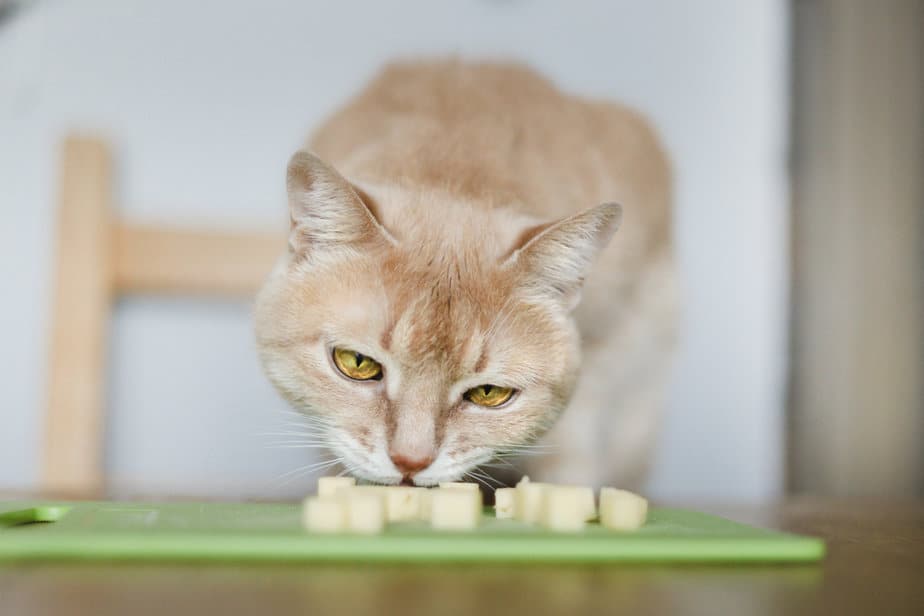 Can Cats Eat Parmesan Cheese? What Are The Risks?