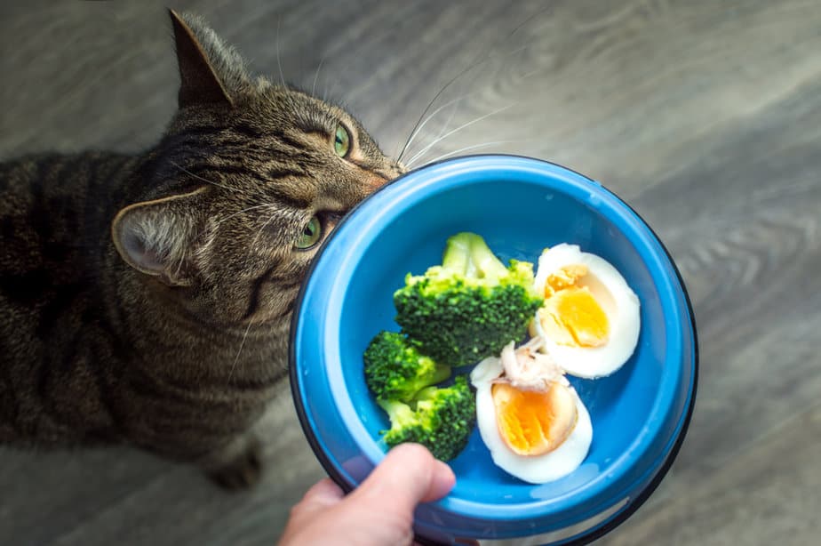 Can Cats Eat Broccoli? Is This Veggie A Real Brock-star?