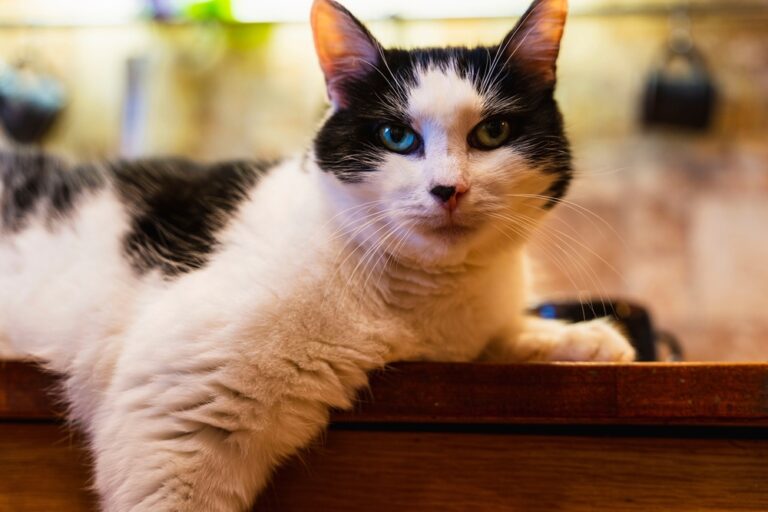 Can Cats Eat Nutritional Yeast? Is It Safe For Her To Feast?
