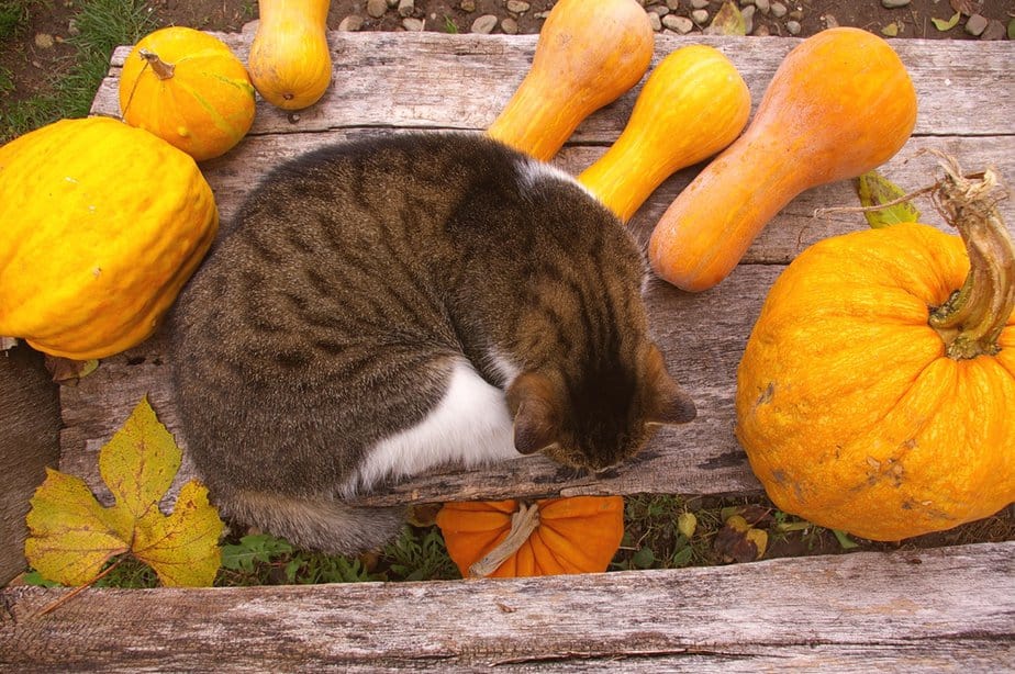 Can Cats Eat Squash? What's The Deal With This Tasty Treat?