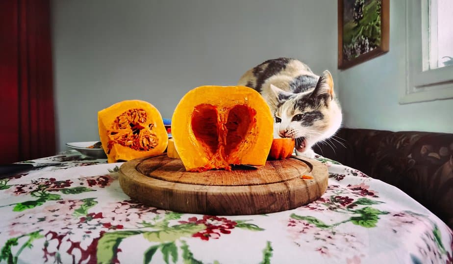 Can Cats Eat Pumpkin Seeds? To Hide Or To Feed?