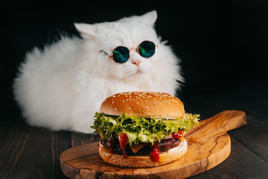 Kediler Hamburger Yiyebilir mi? Bu Lezzetli İkramlar Milyonda Bir Çörek mi?