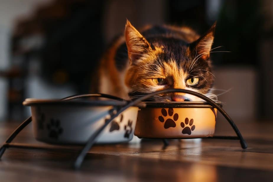 Kediler Besin Mayası Yiyebilir mi? Beslenmesi Onun İçin Güvenli mi?