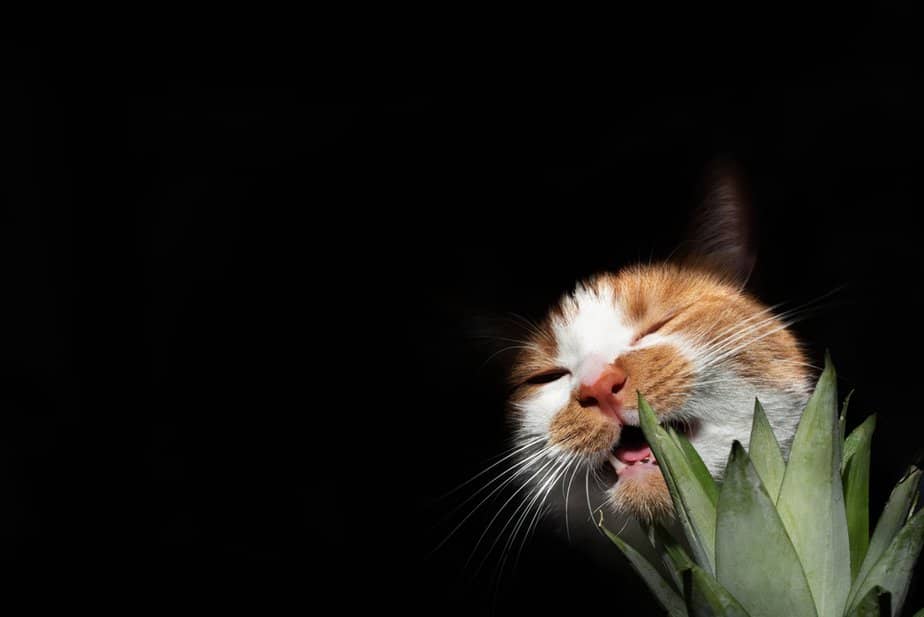 Kediler Ananas Yiyebilir mi? Tropik Kraliçe Kediniz İçin Kötü mü?