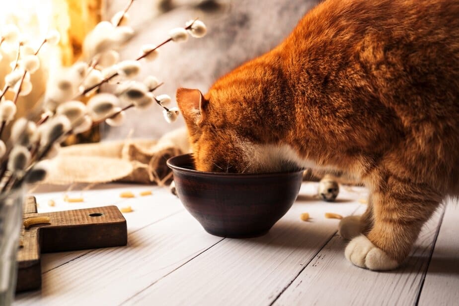 Can Cats Eat Nutritional Yeast? Is It Safe For Her To Feast?