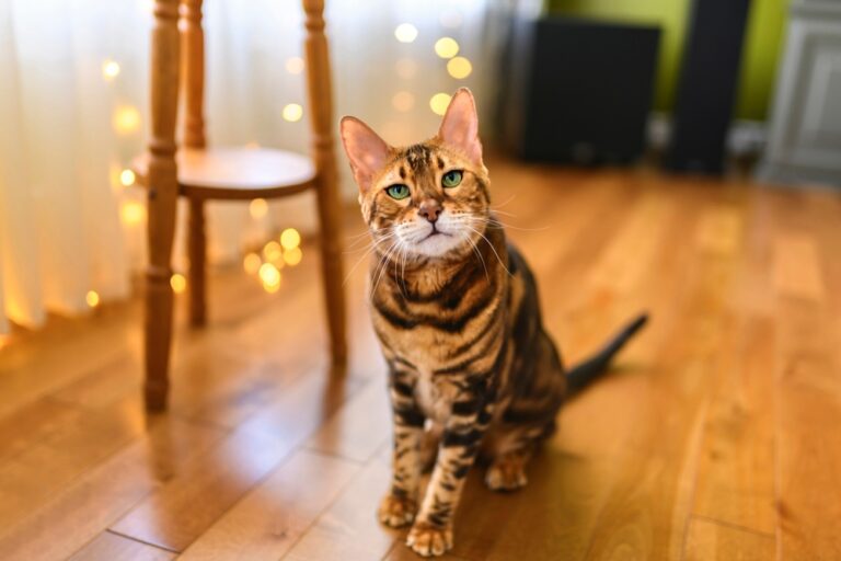 Can Cats Eat Nutritional Yeast? Is It Safe For Her To Feast?