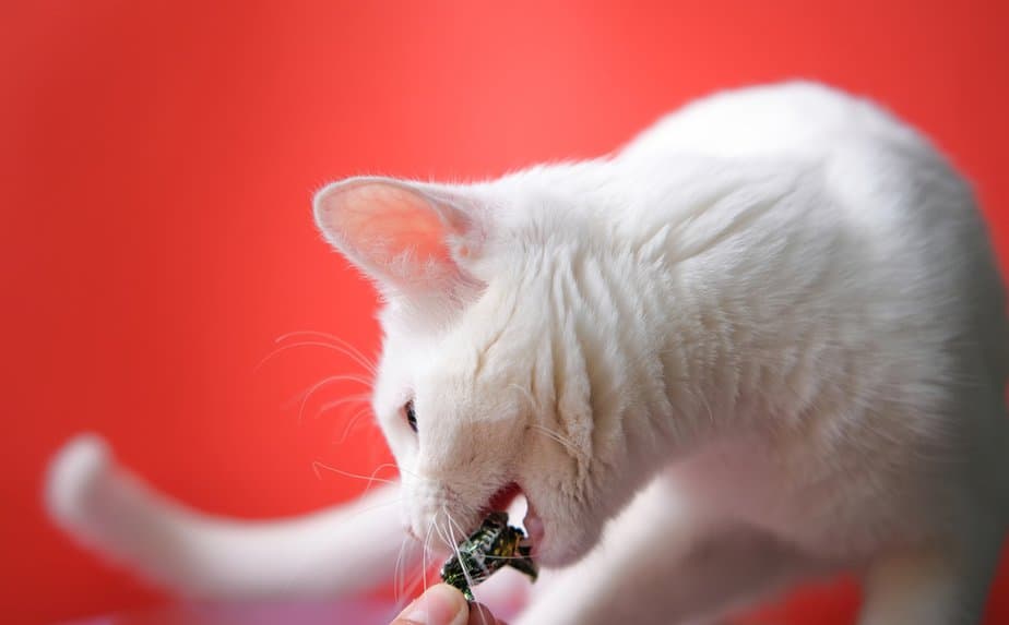 Kediler Twizzlers Yiyebilir mi? Kedinizin Cızırdamasına Neden Olurlar mı?