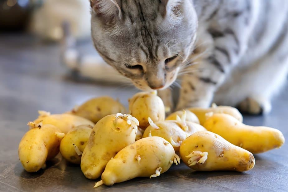 Can Cats Eat Hash Browns? Will It Pack On The Pounds?