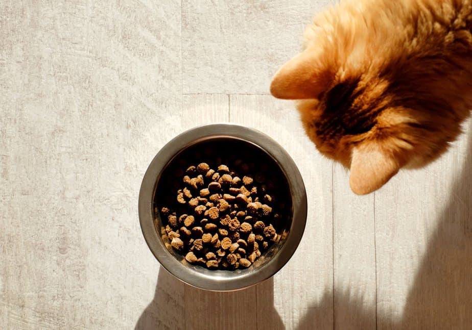 Can Cats Eat Vinegar? Is This Sour Solution Safe For Your Feline Friend?