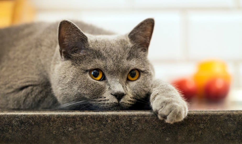 Kediler Besin Mayası Yiyebilir mi? Beslenmesi Onun İçin Güvenli mi?