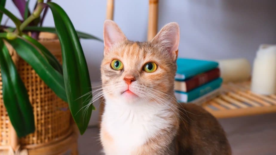Kediler Sirke Yiyebilir mi? Bu Ekşi Çözüm Kedi Dostunuz İçin Güvenli mi?
