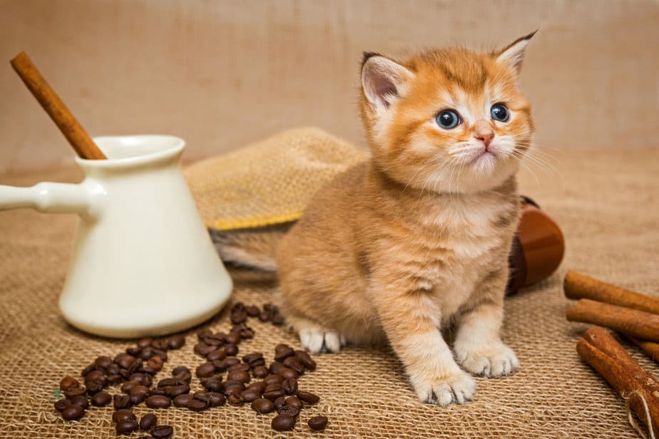 Can Cats Eat Cinnamon? Is It Harmful Or Safe? 