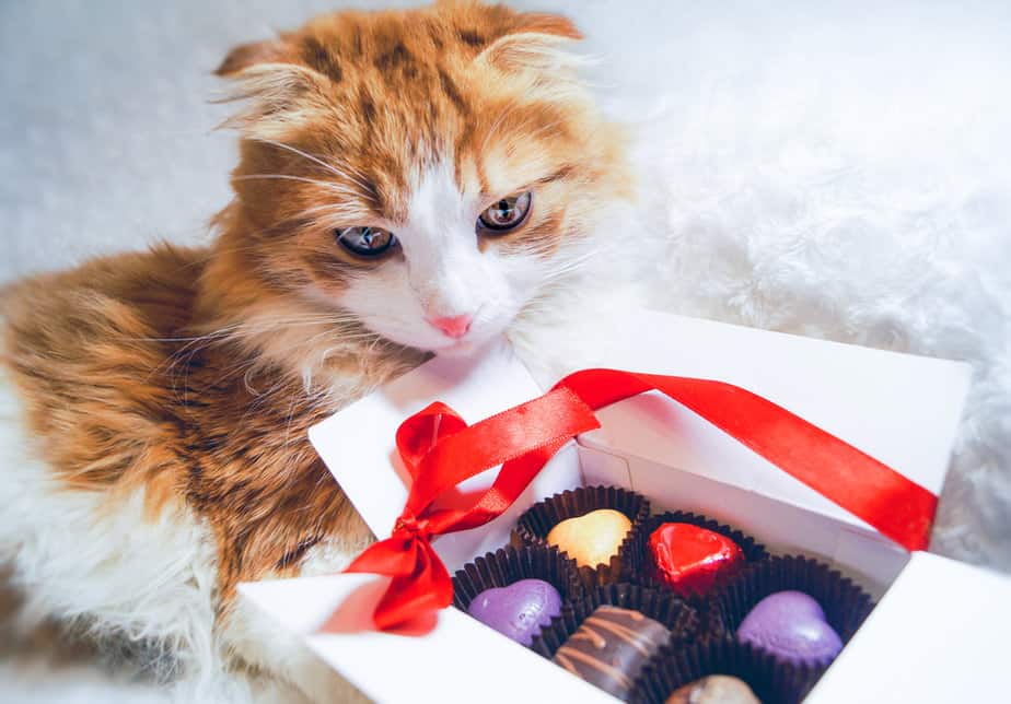 Can Cats Eat Candy Are These Sweet Treats Worth Melting For 