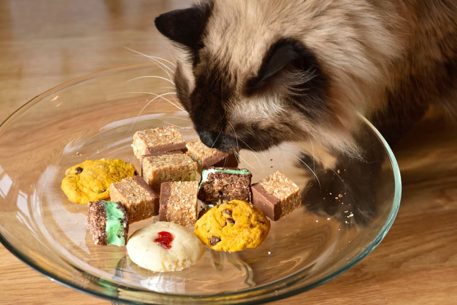 Can Cats Eat Cookies? Are They A Batch Made In Heaven?