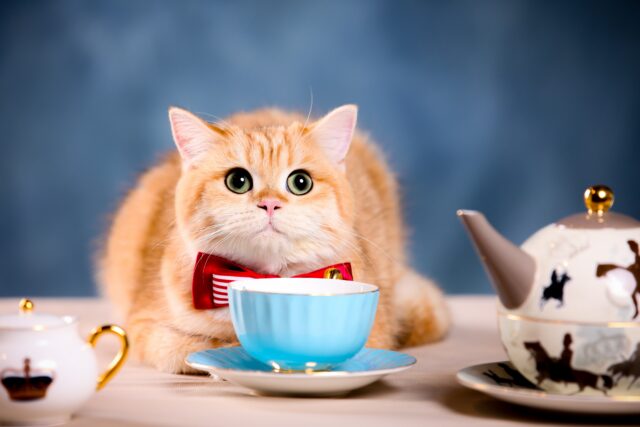 Can Cats Drink Green Tea