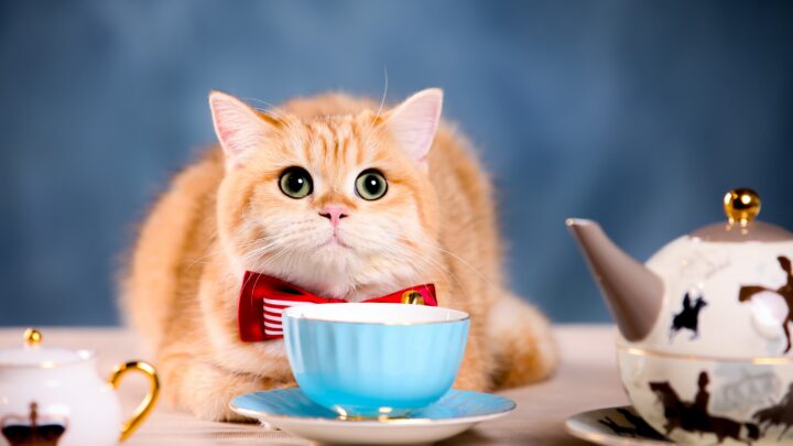 Kediler Yeşil Çay İçebilir mi? Bu Demleme Kediniz İçin Güvenli mi? 
