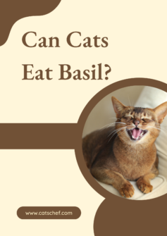 Can Cats Eat Basil? What's The Scoop On This Superb Herb?