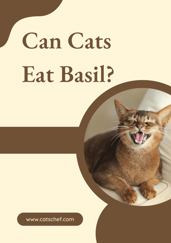 Can Cats Eat Basil?