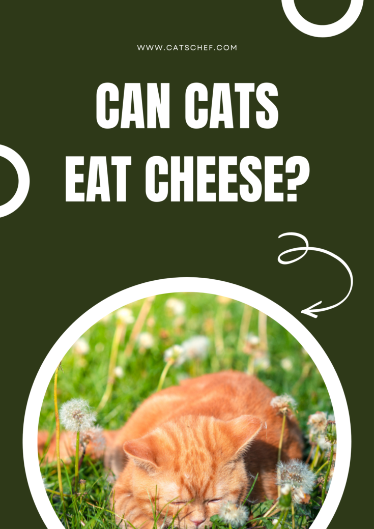 Can Cats Eat Cheese? Should It Be As They Please?