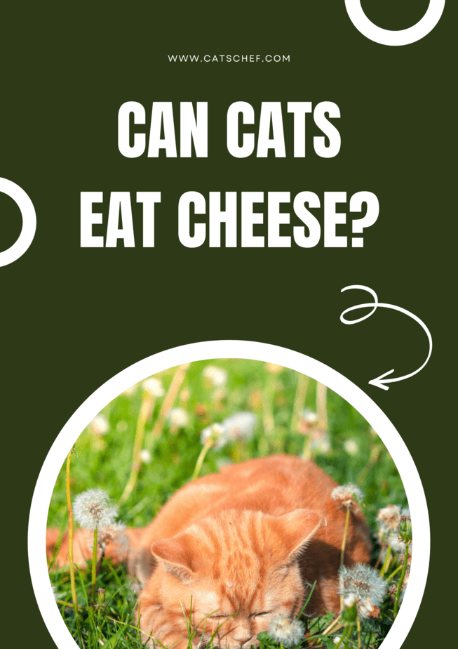 Can Cats Eat Cheese?