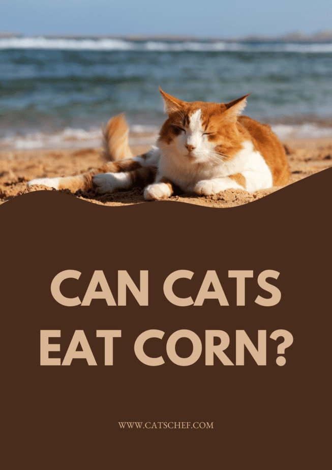 Can Cats Eat Corn?