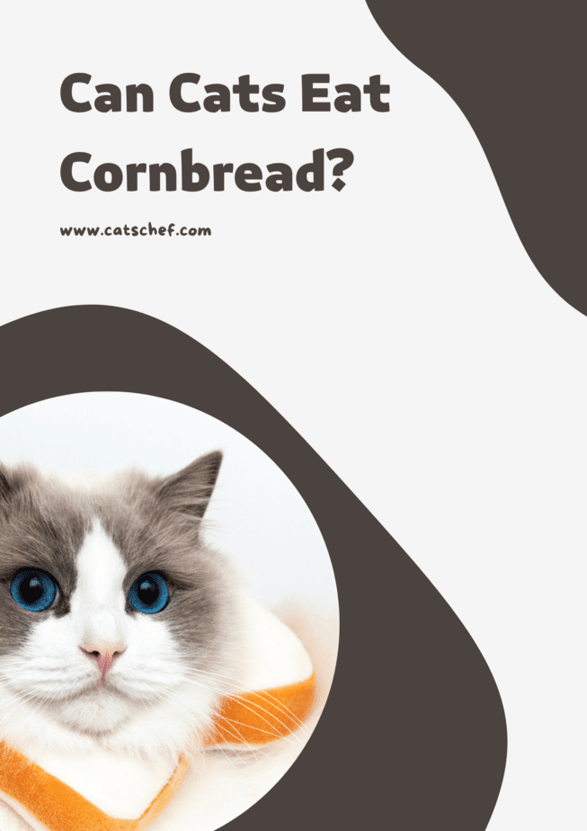 Can Cats Eat Cornbread?