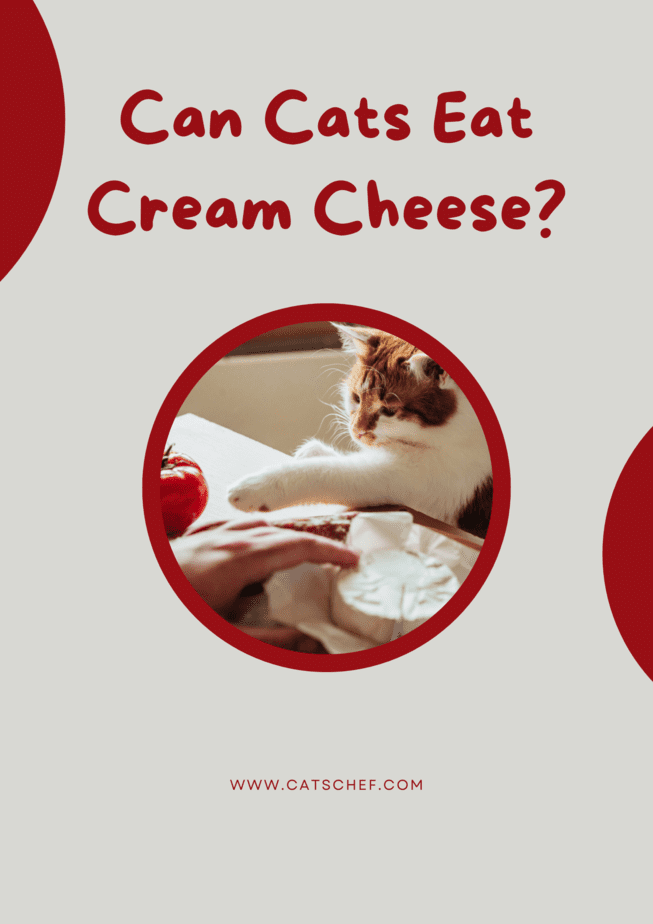 Can Cats Eat Cream Cheese?